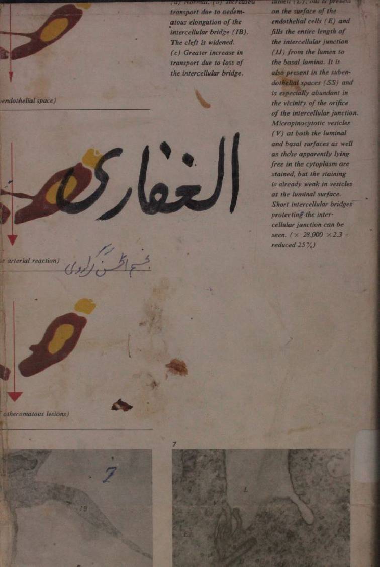 Al-Ghaffari